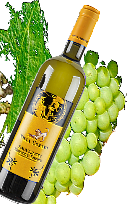Sauvignon